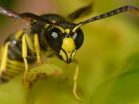 Ancistrocerus parietum 4, Saxifraga-Ab H Baas