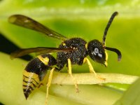 Ancistrocerus parietum 6, Saxifraga-Ab H Baas