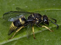 Ancistrocerus sp