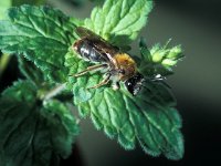 Andrena angustior 1, Geriemde zandbij, Saxifraga-Frits Bink