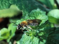 Andrena angustior 2, Geriemde zandbij, Saxifraga-Frits Bink