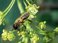 Andrena carantonica 1, Meidoornzandbij, male, Saxifraga-Frits Bink