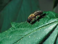 Andrena carantonica 2, Meidoornzandbij, Saxifraga-Frits Bink