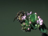 Andrena chrysosceles 1, Goudpootzandbij, Saxifraga-Frits Bink