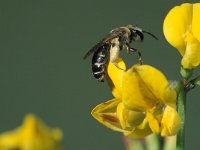 Andrena chrysosceles 2, Goudpootzandbij, Saxifraga-Frits Bink