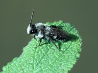 Andrena cineraria 1, Asbij, male, Saxifraga-Frits Bink