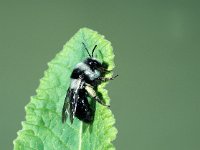 Andrena cineraria 3, Asbij, female, Saxifraga-Frits Bink