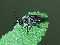 Andrena cineraria 4, Asbij, male, Saxifraga-Frits Bink