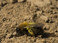 Andrena clarkella 1, Zwartrosse zandbij, female, Saxifraga-Jan van der Straaten