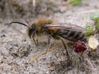 Andrena clarkella 2, Zwartrosse zandbij, male, Saxifraga-Peter Meininger