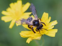 Andrena denticulata 1, Kruiskruidbij, Saxifraga-Mark Zekhuis