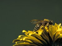 Andrena flavipes, Yellow-legged Mining Bee