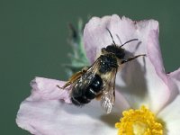 Andrena flavipes 2, Grasbij, Saxifraga-Frits Bink