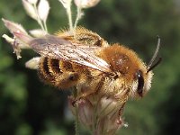 Andrena flavipes 3, Grasbij, Saxifraga-Frank Dorsman  Andrena flavipes, GrasbijHillegom 190711