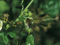 Andrena florea 1, Heggenrankbij, female, Saxifraga-Frits Bink