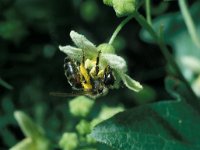 Andrena florea 2, Heggenrankbij, female, Saxifraga-Pieter van Breugel