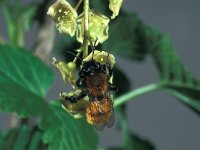 Andrena fulva 1, Vosje, female, Saxifraga-Frits Bink