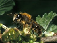 Andrena fulva 8, Vosje, male, Saxifraga-Pieter van Breugel