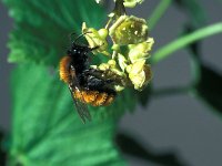 Andrena fulva 2, Vosje, female, Saxifraga-Frits Bink