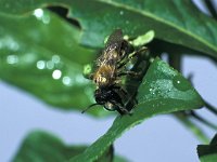 Andrena fulva 3, Vosje, male, Saxifraga-Frits Bink