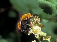 Andrena fulva 4, Vosje, female, Saxifraga-Pieter van Breugel