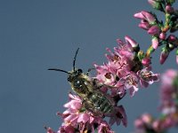 Andrena fuscipes 1, Heidezandbij, male, Saxifraga-Frits Bink