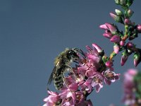 Andrena fuscipes 2, Heidezandbij, male, Saxifraga-Frits Bink