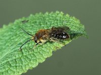 Andrena haemorrhoa 1, Roodgatje, male, Saxifraga-Frits Bink