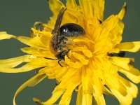 Andrena haemorrhoa 2, Roodgatje, Saxifraga-Frits Bink