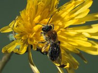 Andrena haemorrhoa 3, Roodgatje, Saxifraga-Frits Bink