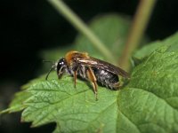 Andrena haemorrhoa 4, Roodgatje, female, Saxifraga-Pieter van Breugel