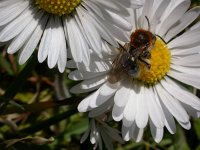 Andrena haemorrhoa 5, Roodgatje, Saxifraga-Peter Meininger