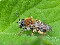 Andrena haemorrhoa 6, Roodgatje, Saxifraga-Ab H Baas