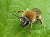 Andrena haemorrhoa 7, Roodgatje, Saxifraga-Ab H Baas