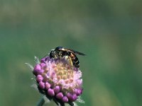 Andrena hattorfiana, Scabious Bee