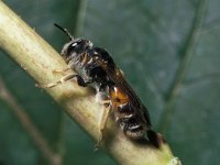 Andrena hattorfiana 2, Knautiabij, female, Saxifraga-Pieter van Breugel