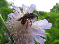 Andrena hattorfiana 3, Knautiabij, Saxifraga-Rutger Barendse