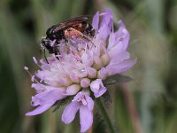 Andrena hattorfiana 4, Knautiabij, Saxifraga-Peter Meininger