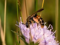 Andrena hattorfiana 5, Knautiabij, Saxifraga-Bart Vastenhouw