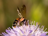 Andrena hattorfiana 6, Knautiabij, Saxifraga-Bart Vastenhouw