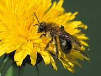 Andrena nitida 1, Viltvlekzandbij, Saxifraga-Frits Bink