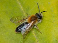 Andrena nitida 2, Viltvlekzandbij, male, Saxifraga-Ab H Baas