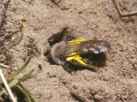 Andrena vaga 1, Grijze zandbij, female, Saxifraga-Pieter van Breugel