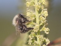 Andrena vaga 10, Grijze zandbij, Saxifraga-Mark Zekhuis