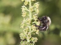 Andrena vaga 11, Grijze zandbij, Saxifraga-Mark Zekhuis