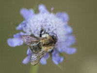 Andrena vaga 12, Grijze zandbij, Saxifraga-Mark Zekhuis