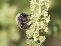 Andrena vaga 13, Grijze zandbij, Saxifraga-Mark Zekhuis