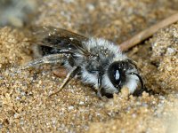 Andrena vaga S01 #06188 : Grijze zandbij, Andrena vaga