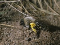 Andrena vaga 3, Grijze zandbij, female, Saxifraga-Pieter van Breugel