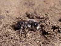 Andrena vaga 5, Grijze zandbij, Saxifraga-Pieter van Breugel